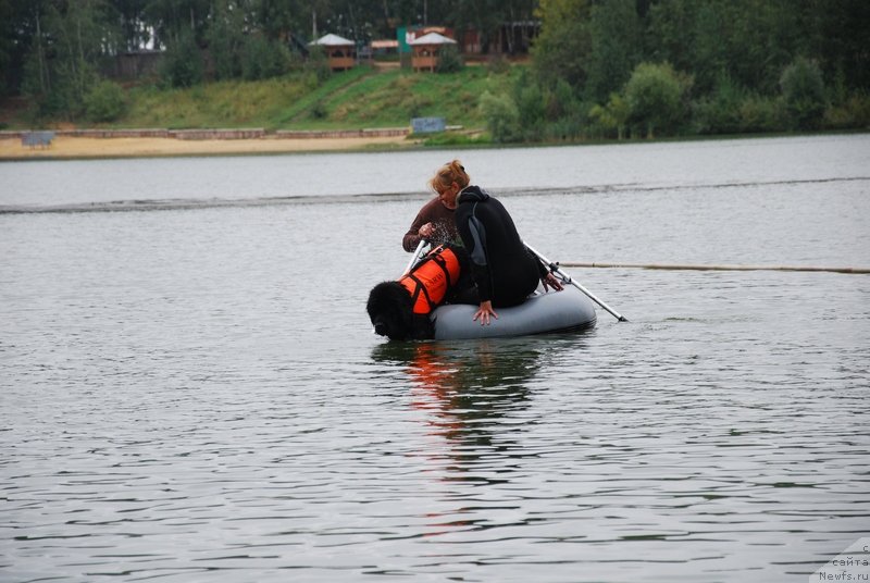 Фото: ньюфаундленд Аз Труэ Бегущая по Волнам Династия Совершенства (As True for Beguschaya po Volnam Dinastiya Soverchenstva)