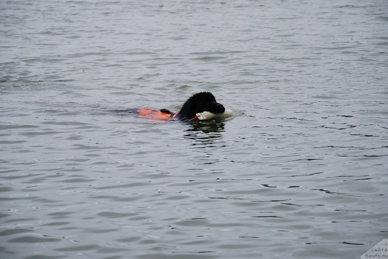 Фото: ньюфаундленд Аз Труэ Бегущая по Волнам Династия Совершенства (As True for Beguschaya po Volnam Dinastiya Soverchenstva)