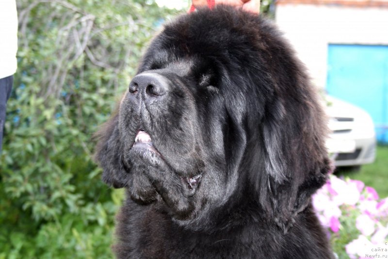 Фото: ньюфаундленд Ньюфорт Бай'ю Тиана