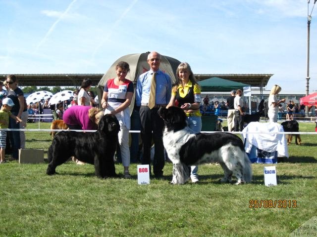 Фото: ньюфаундленд Плюшевая Панда Стиль-Санкт-Петербурга