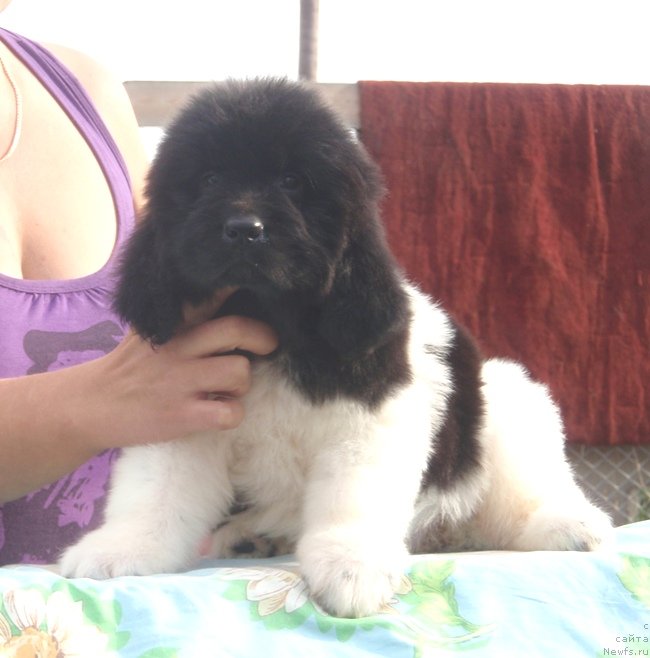 Фото: дочь, ньюфаундленд Ньюфорт Магия Любви