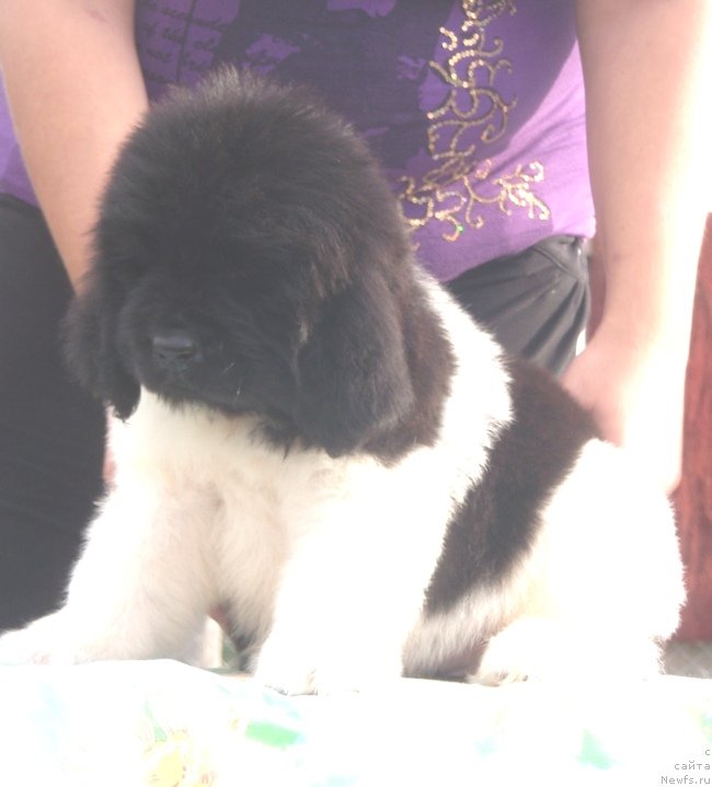 Фото: дочь, ньюфаундленд Ньюфорт Магия Любви