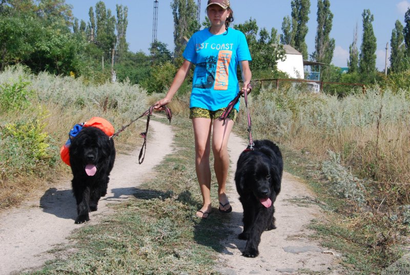 Фото: ньюфаундленд Face of an Angel Giant's Island, ньюфаундленд Супер Премиум Лав Ми Тендер, Дарья Санникова
