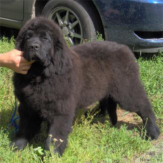 Фото: ньюфаундленд Плюшевая Панда Баловень Судьбы