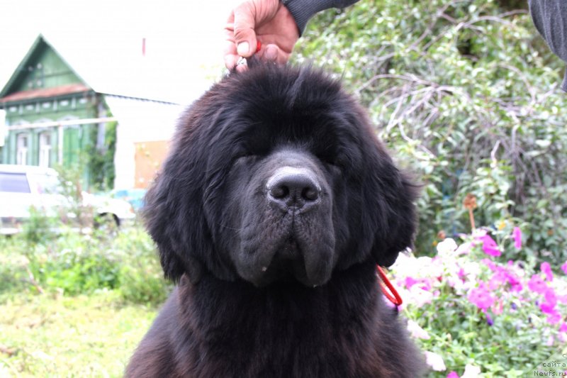 Фото: ньюфаундленд Звездный Дар Афродита (Zvezdnij Dar Afrodita)