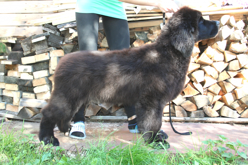 Фотография № 133811