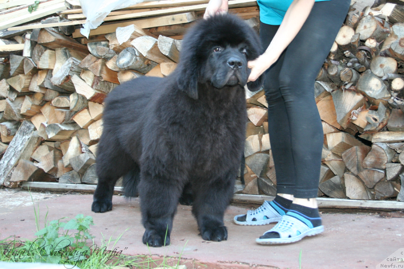 Фотография № 133829