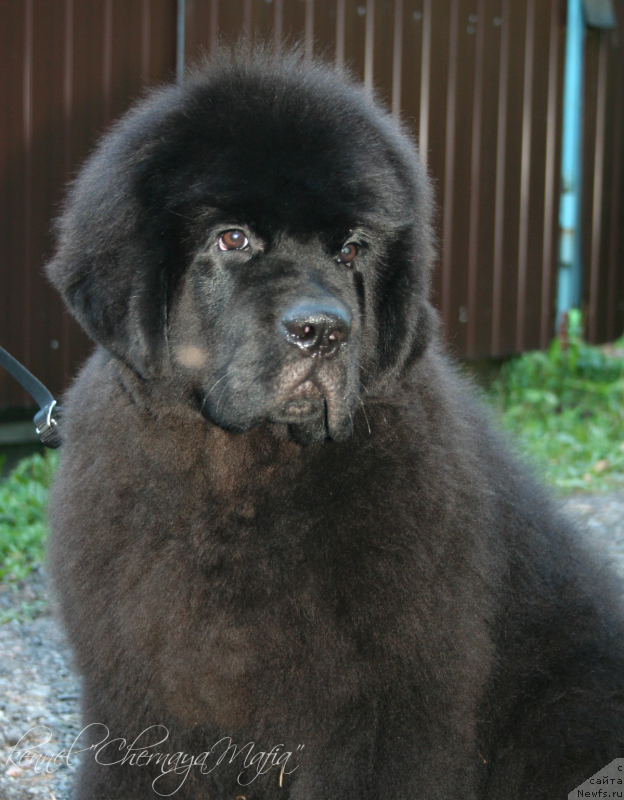 Фотография № 133831