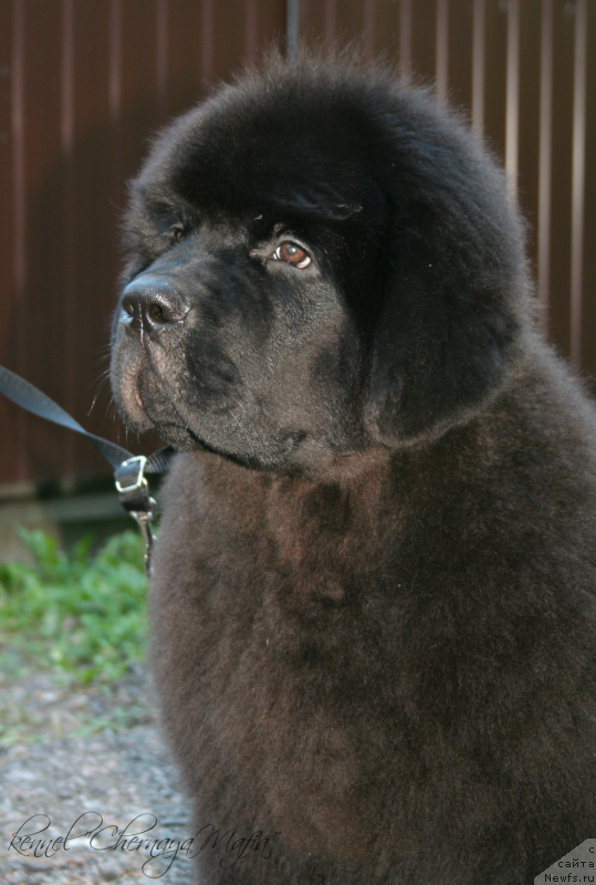 Фотография № 133833