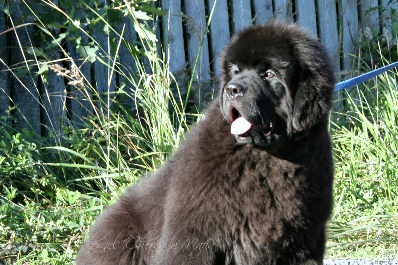 Фотография № 133836