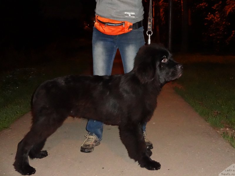 Фото: ньюфаундленд Черный Чанк с Берега Дона (Chernyj Chank s Berega Dona)