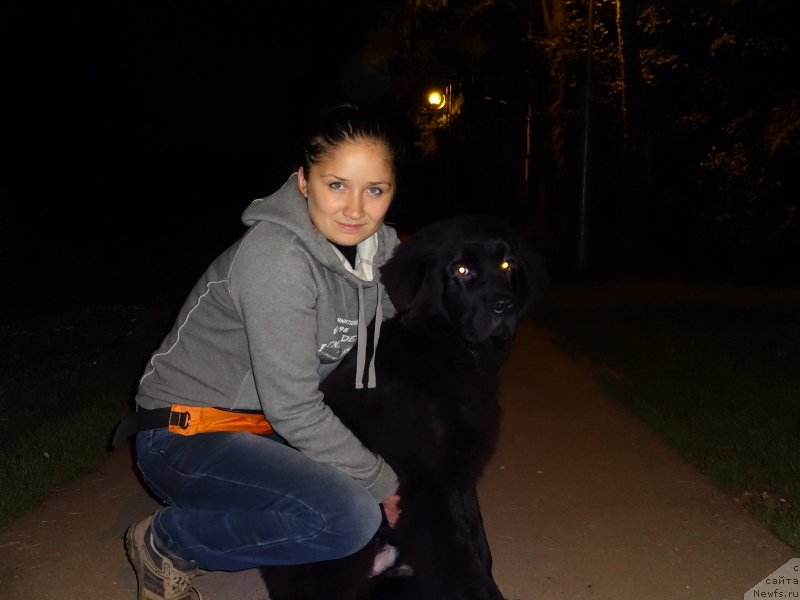 Фото: ньюфаундленд Черный Чанк с Берега Дона (Chernyj Chank s Berega Dona)