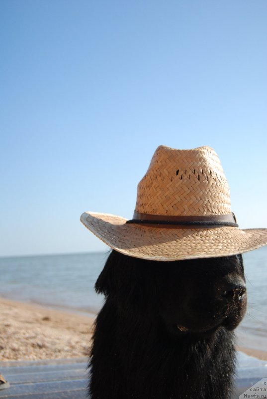 Фото: ньюфаундленд Антей Гранд Победитель