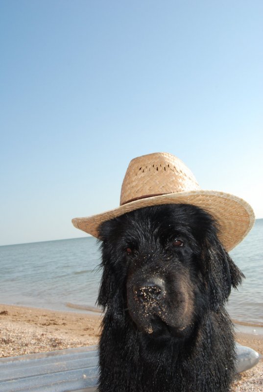 Фото: ньюфаундленд Антей Гранд Победитель