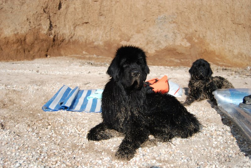 Фото: ньюфаундленд Антей Гранд Победитель