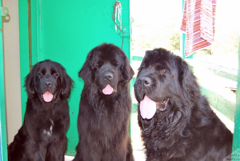 Фото: ньюфаундленд Face of an Angel Giant's Island, ньюфаундленд Антей Гранд Победитель, ньюфаундленд Супер Премиум Лав Ми Тендер