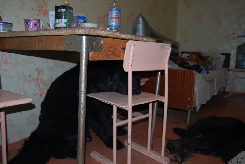 Фото: ньюфаундленд Face of an Angel Giant's Island