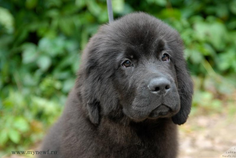Фото: ньюфаундленд Сент Джонс Жозайя Валери