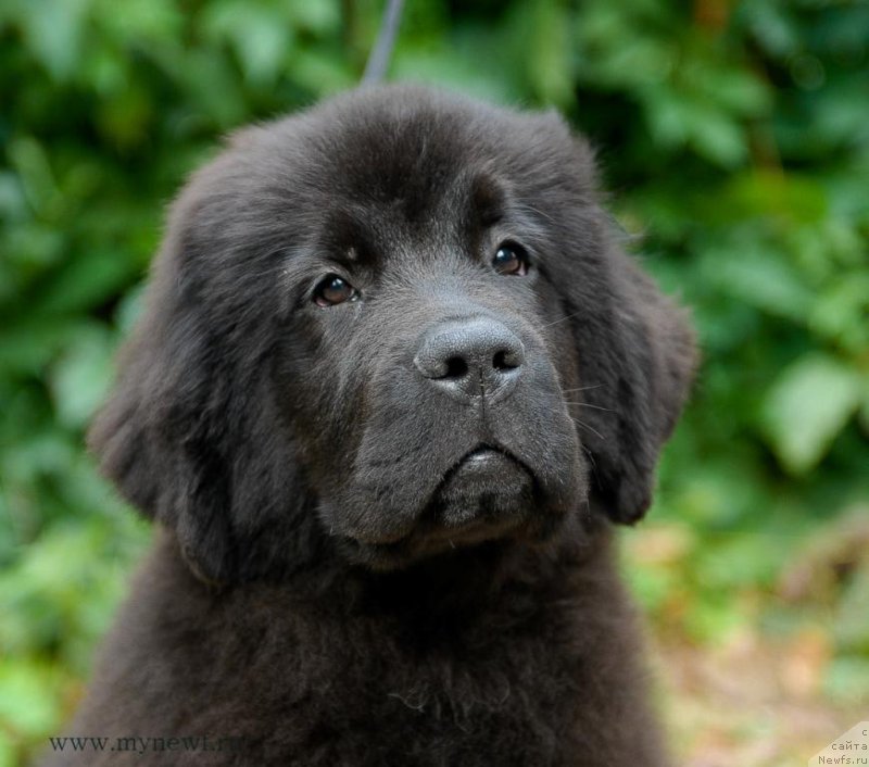 Фото: ньюфаундленд Сент Джонс Жозайя Валери