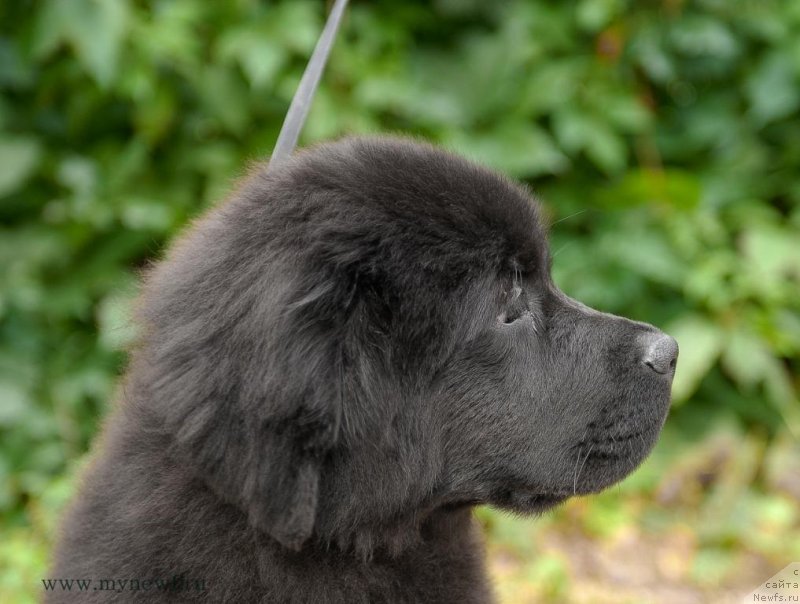 Фото: ньюфаундленд Сент Джонс Жозайя Валери