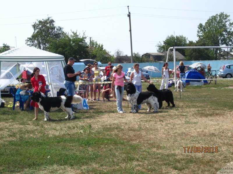 Фото: ньюфаундленд Плюшевая Панда Стиль-Санкт-Петербурга