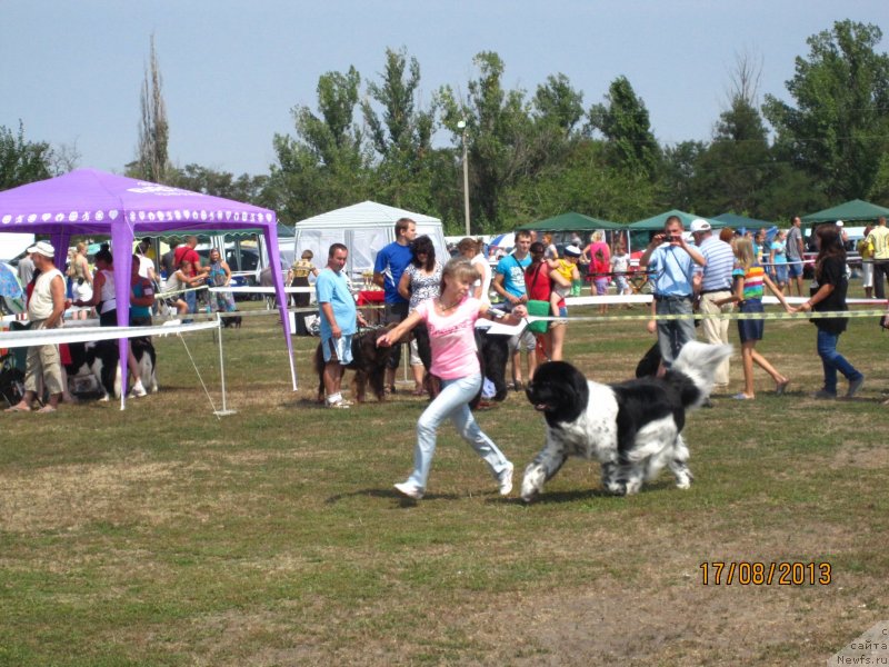 Фото: ньюфаундленд Плюшевая Панда Стиль-Санкт-Петербурга