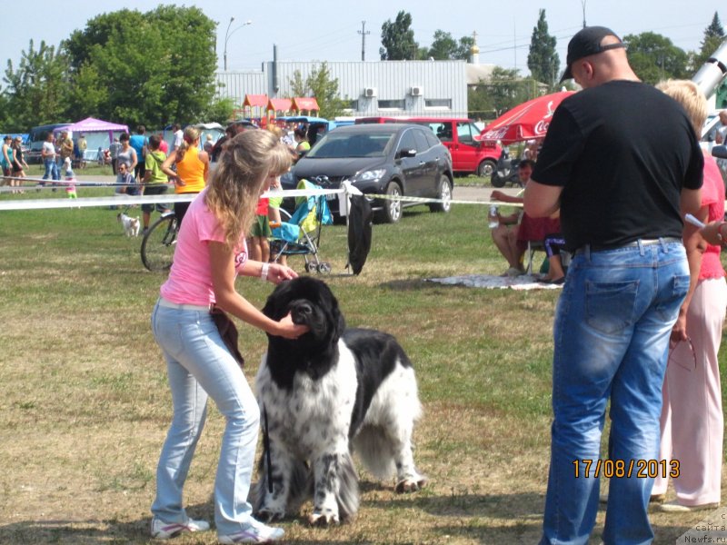 Фото: ньюфаундленд Плюшевая Панда Стиль-Санкт-Петербурга