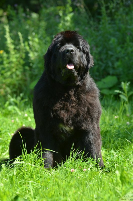 Фото: ньюфаундленд Акватория Келвин Франшиза (Aquatoriya Kelvin Franshize)