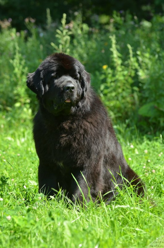 Фото: ньюфаундленд Акватория Келвин Франшиза (Aquatoriya Kelvin Franshize)