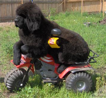 Фото: ньюфаундленд Плюшевая Панда Блистательный Чайф