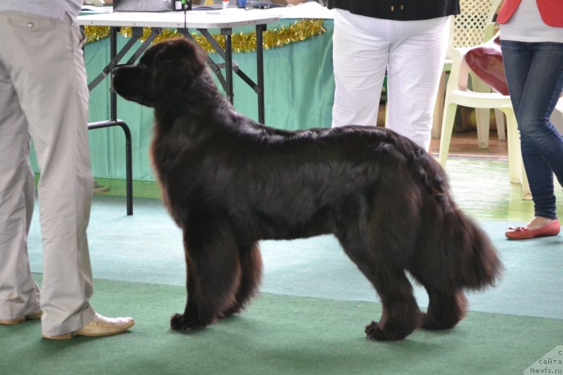 Фото: ньюфаундленд Нефертити Красавица Грядет