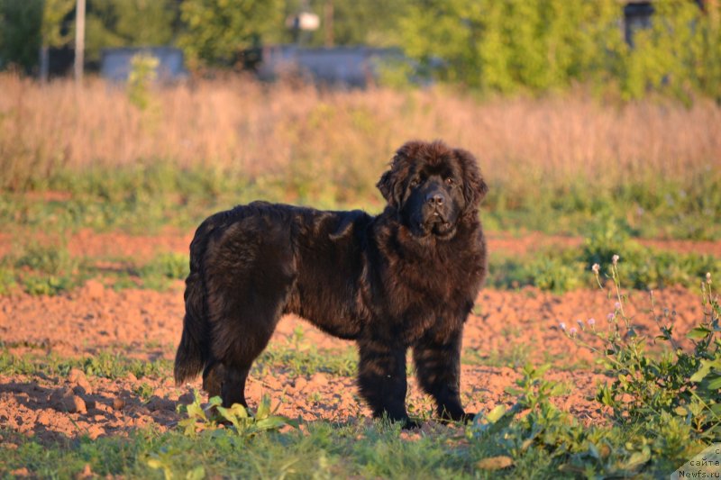 Фото: ньюфаундленд Акватория Келвин Шарлиз (Aquatoriya Kelvin Sharliz)