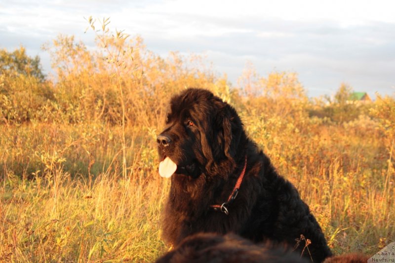 Фотография № 133918