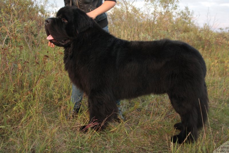 Фото: ньюфаундленд Бегущая по Волнам Зеро Коол