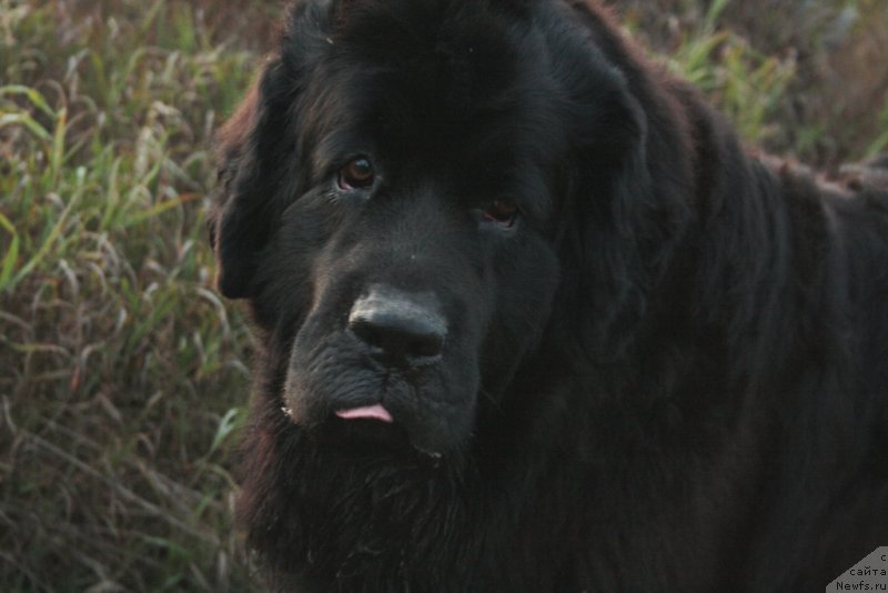 Фото: ньюфаундленд Глория Гранд Блек
