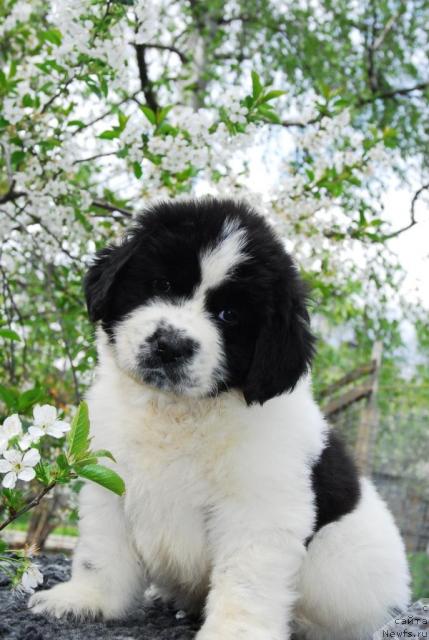 Фотография № 13395