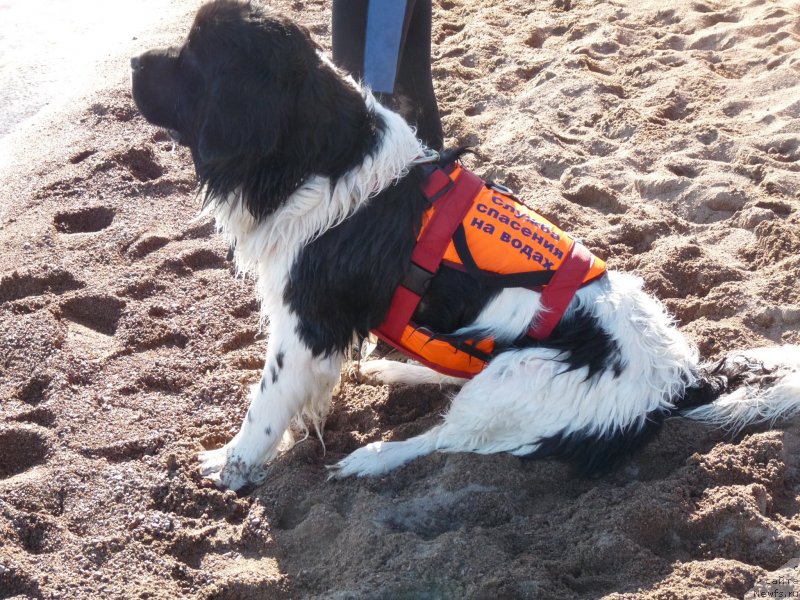 Фото: ньюфаундленд Океанская Волна из Тихого Омута