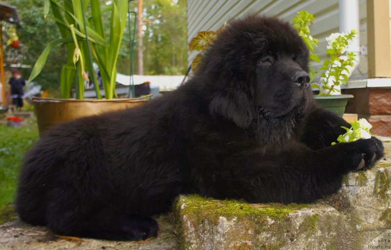 Фото: ньюфаундленд Смигар Ла Рошаль