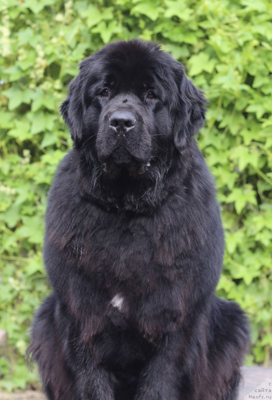 Фото: ньюфаундленд Донатс Прайд Брижит Бардо