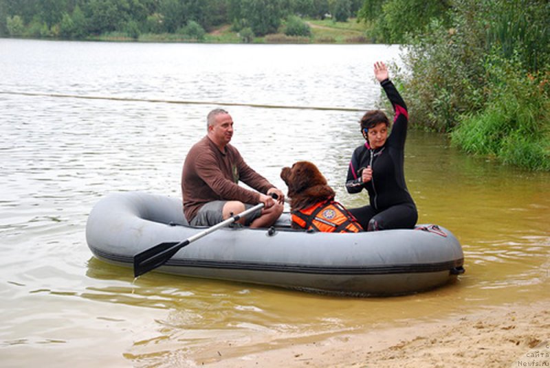 Фото: ньюфаундленд Великий Медведь Камелия
