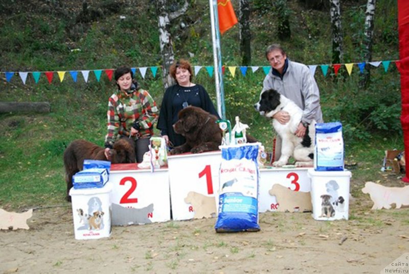 Фото: ньюфаундленд Чарли Де Бест Хелфи Пэл (Charli The Best Helfi Pel), ньюфаундленд Чармер Денкам Бронз (Charmer Denkam Bronze)