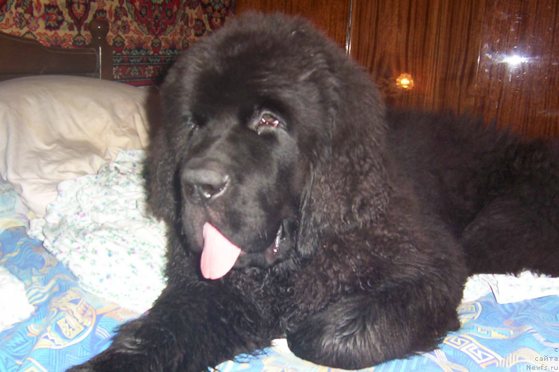 Фотография № 133995