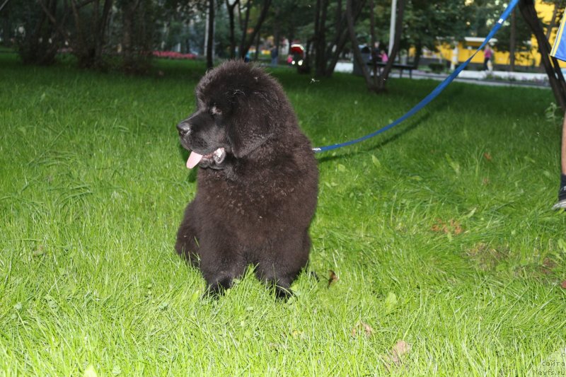 Фотография № 134000