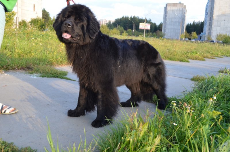 Фото: ньюфаундленд Супер Бизон Дека