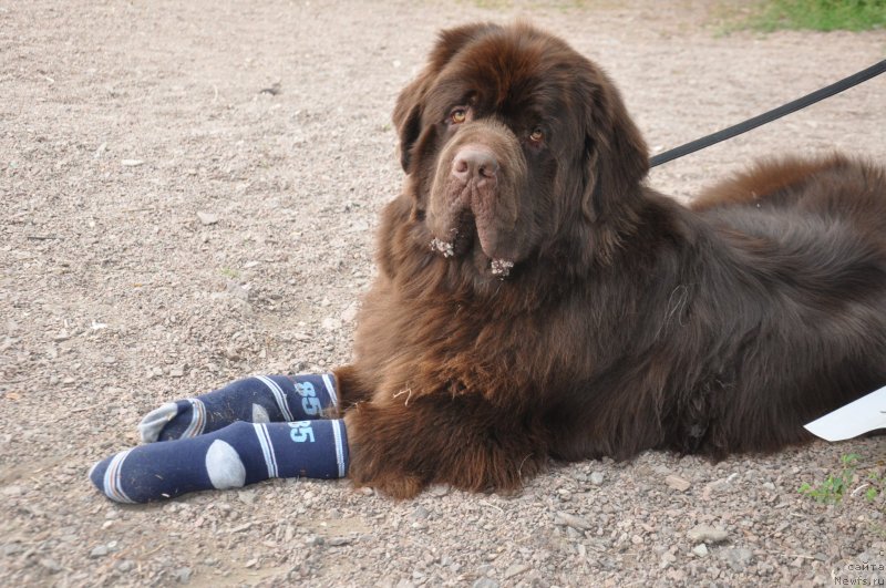 Фото: ньюфаундленд Акватория Келвин Селебрейшн
