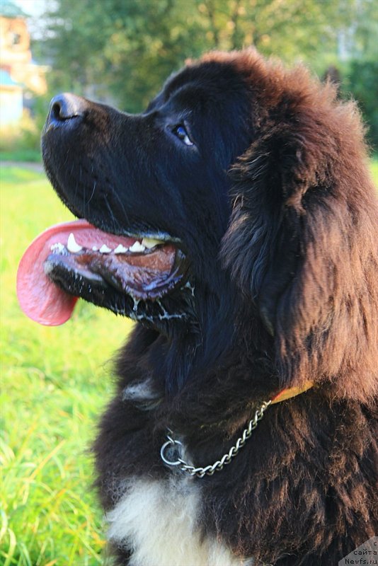 Фото: ньюфаундленд Дак Прайд Ван Гог (Dark Pride Van Gogh)