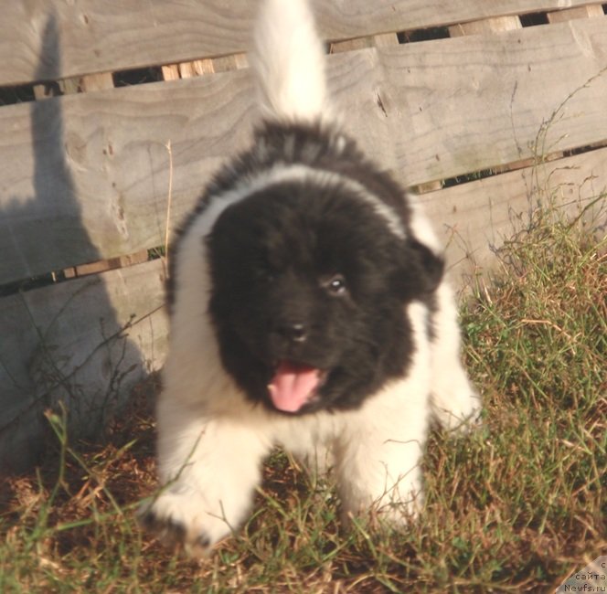 Фото: ньюфаундленд Ньюфорт Элисс