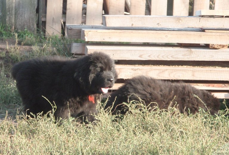 Фото: дочь, ньюфаундленд Потап Елана
