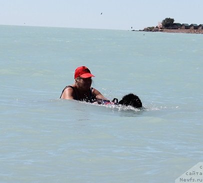 Фото: [p1431] и, ньюфаундленд Експрессия  из Медвежьего Яра