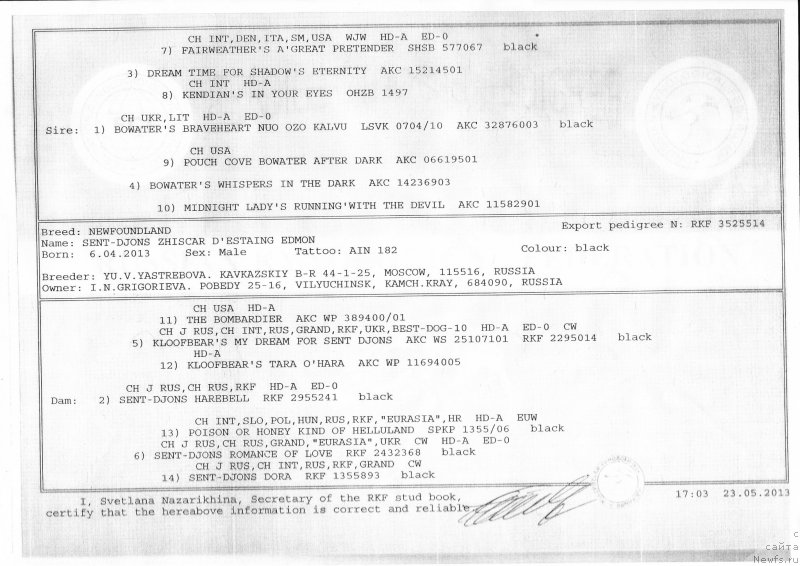 Фото: ньюфаундленд Сент Джонс Жискар Д'Эстен Эдмон (Sent Djons Zhiscar D'Estaing Edmon)